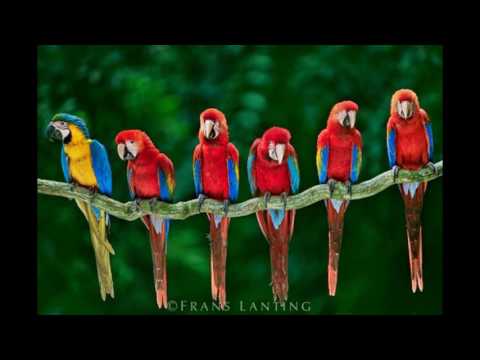 TOP 10 ყველაზე ლამაზი ფრინველი/Top 10 beautiful birds